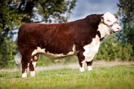 Tên đực giống: KINGLEE 1 HERO